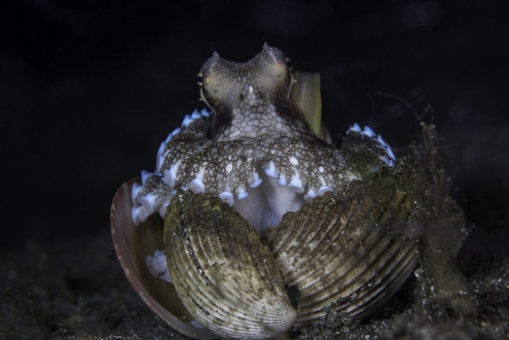 เปลือกหอย