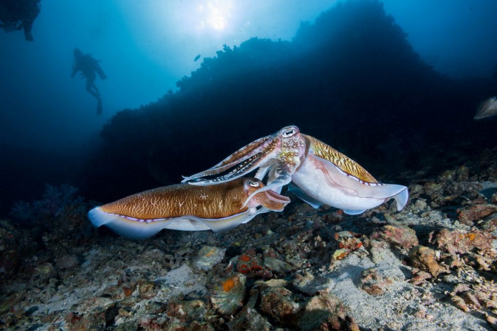 ปลาหมึกตัวเมีย