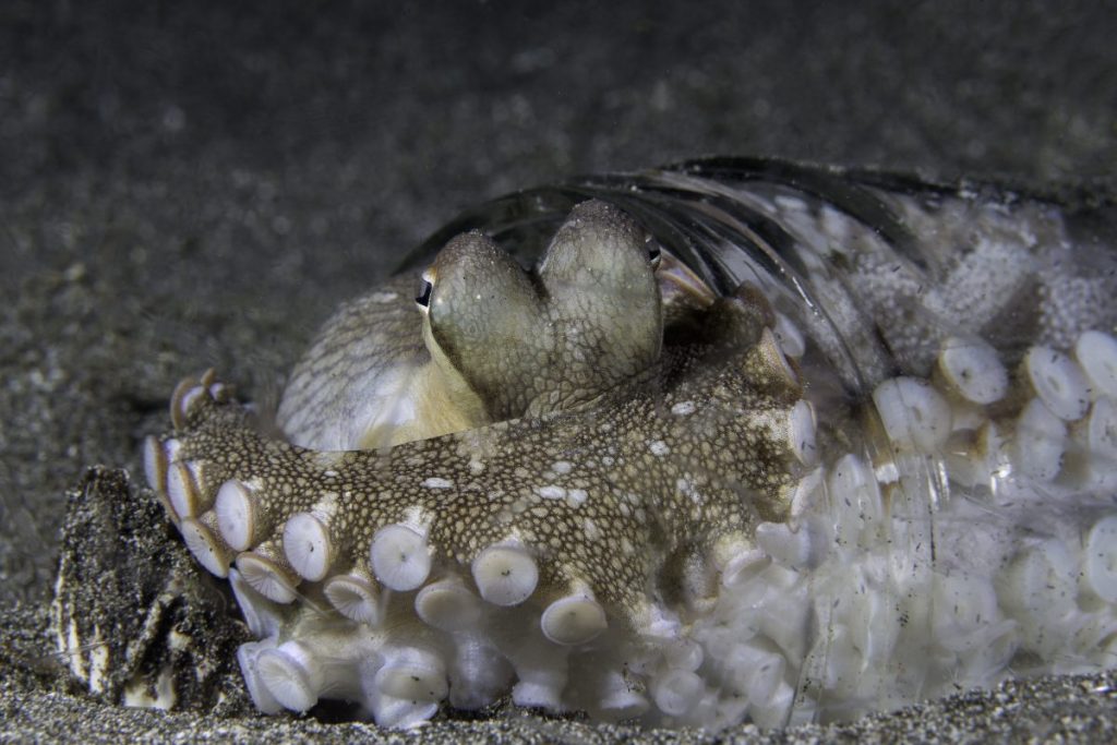 ปลาหมึก, ไข่ปลาหมึก