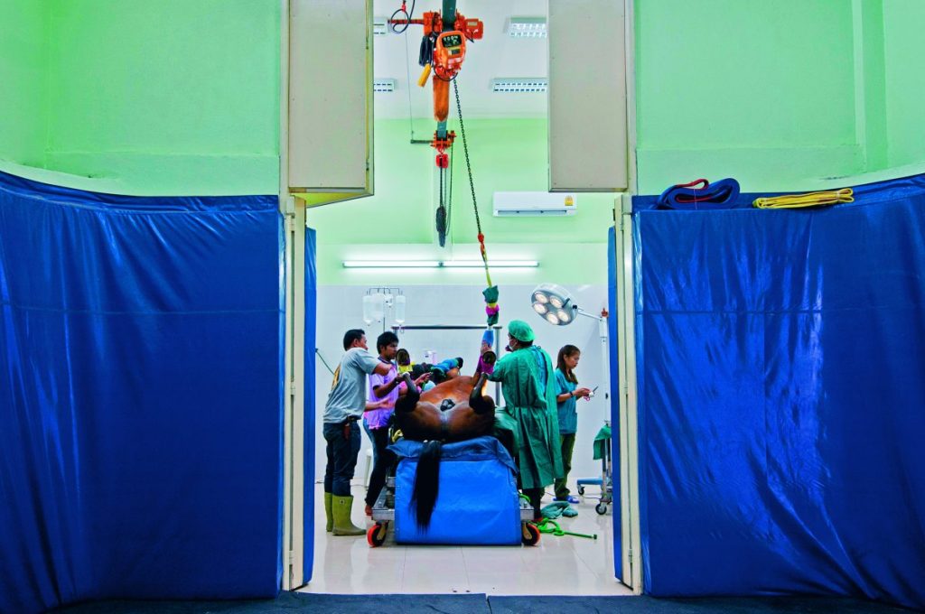 ม้าแข่ง, แข่งม้า, สัตวแพทย์, โรงพยาบาลสัตว์