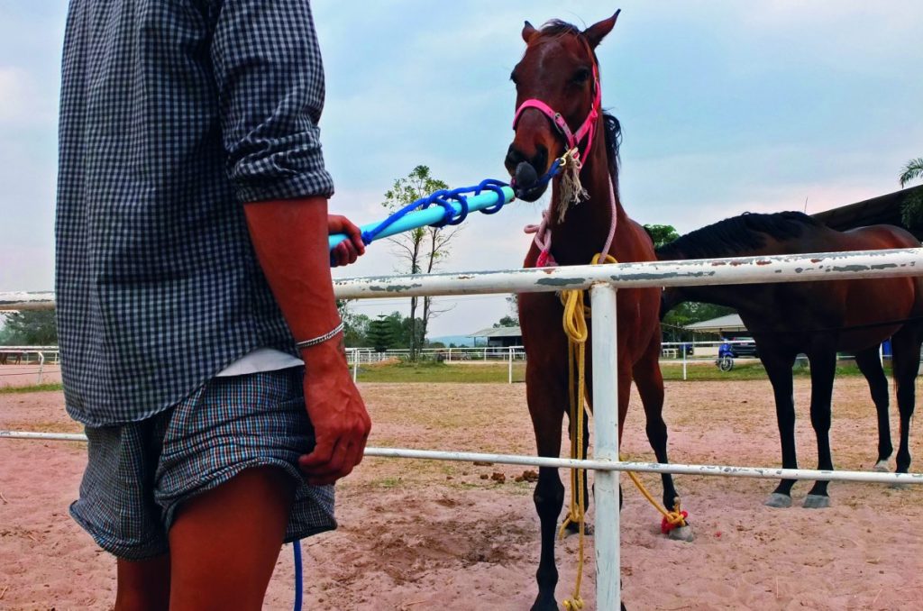 ม้าตัวเมีย, ม้าแข่ง, อาชา