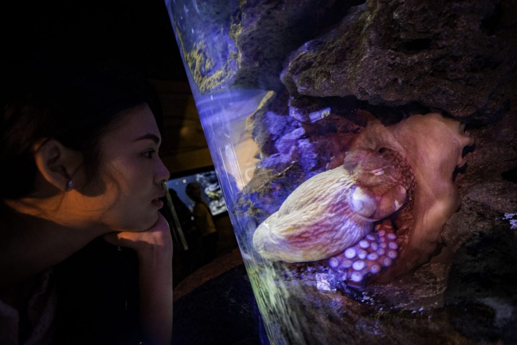 ปลาหมึกยักษ์