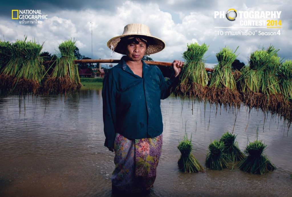 ชาวนา, ดำนา, ต้นกล้า