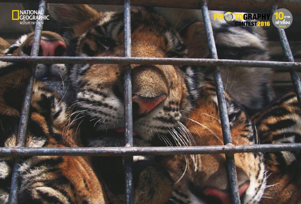 กรงสัตว์, เสือ