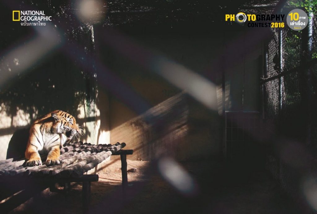 เสือ, กรงสัตว์, เสือในกรง