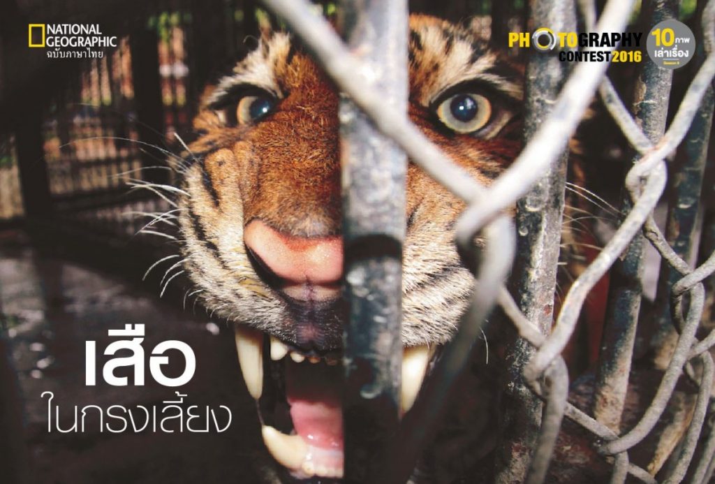 เสือในกรง, เสือ, สวนสัตว์