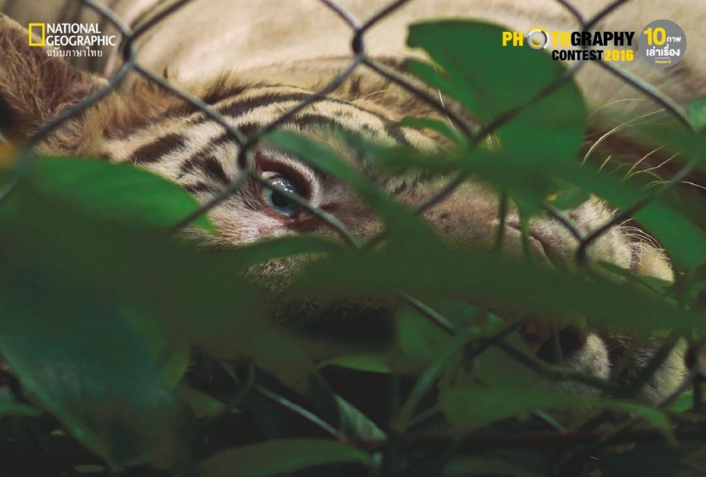 เสือขาว, เสือในกรง