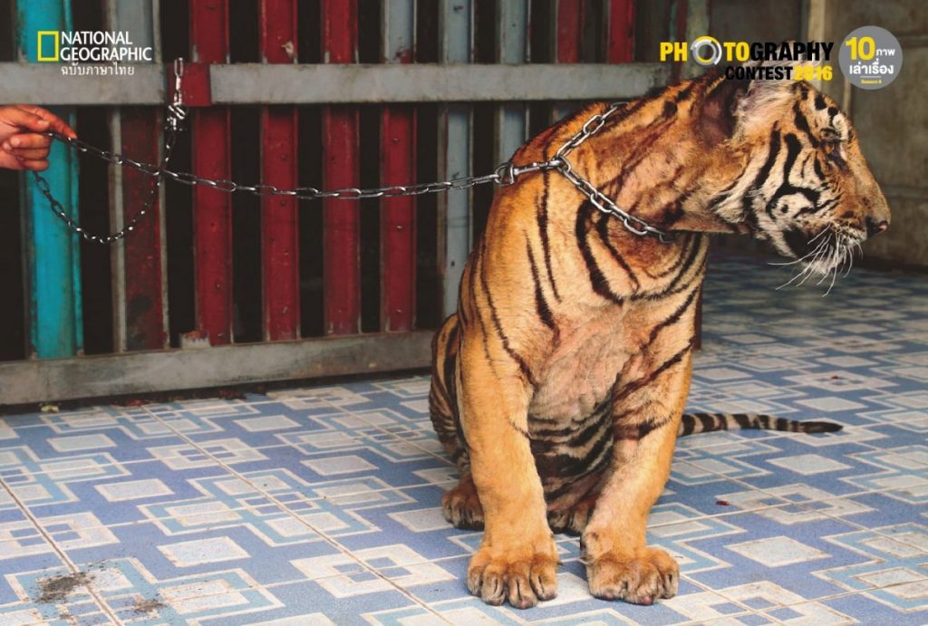 เสื้อในกรง, สวนสัตว์, 10 ภาพเล่าเรื่อง