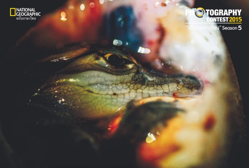 จระเข้, ลูกจระเข้