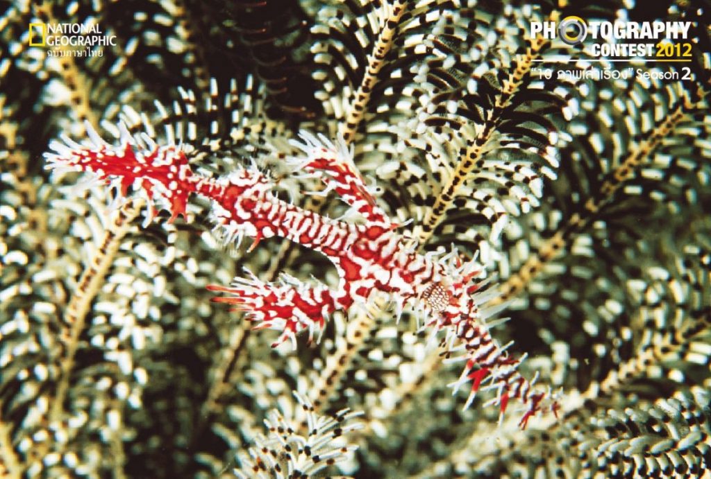 ปลาจิ้มฟันจระเข้, พรางตัว