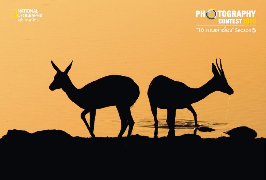 แอ่งน้ำ, แอฟริกา, สปริงบ็อก