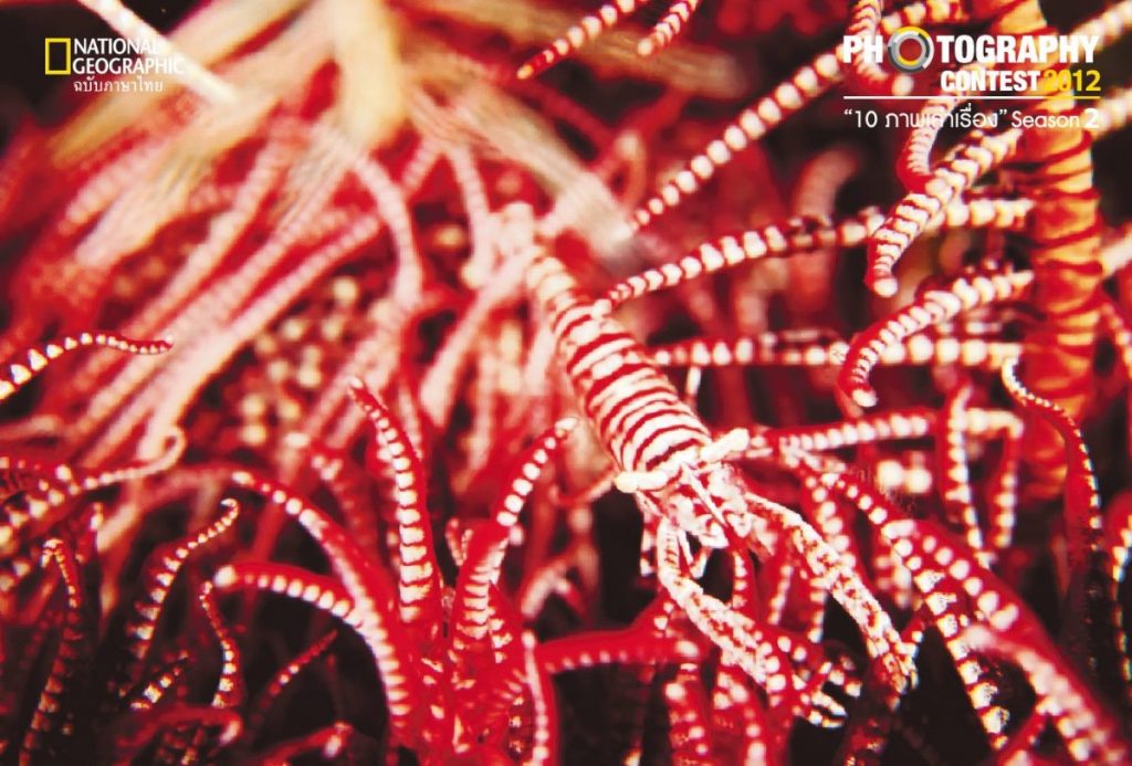 กุ้งดาวขนนก, พรางตัว