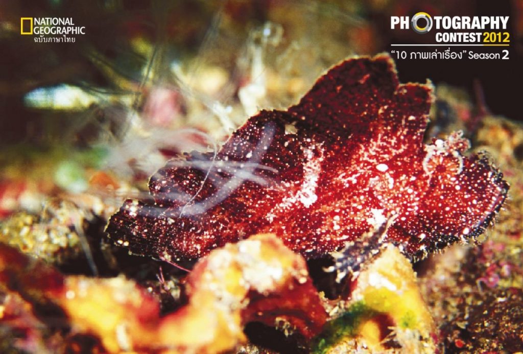 ปลาใบไม้, พรางตัว