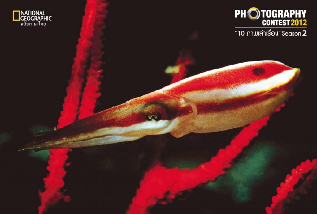 ลูกหมึก, ปลาหมึก, พรางตัว, สัตว์โลกใต้ทะเล