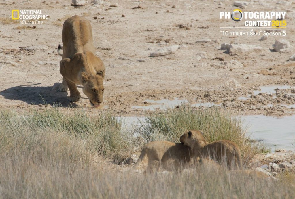 สิงโต, แม่สิงโต, แอ่งน้ำ