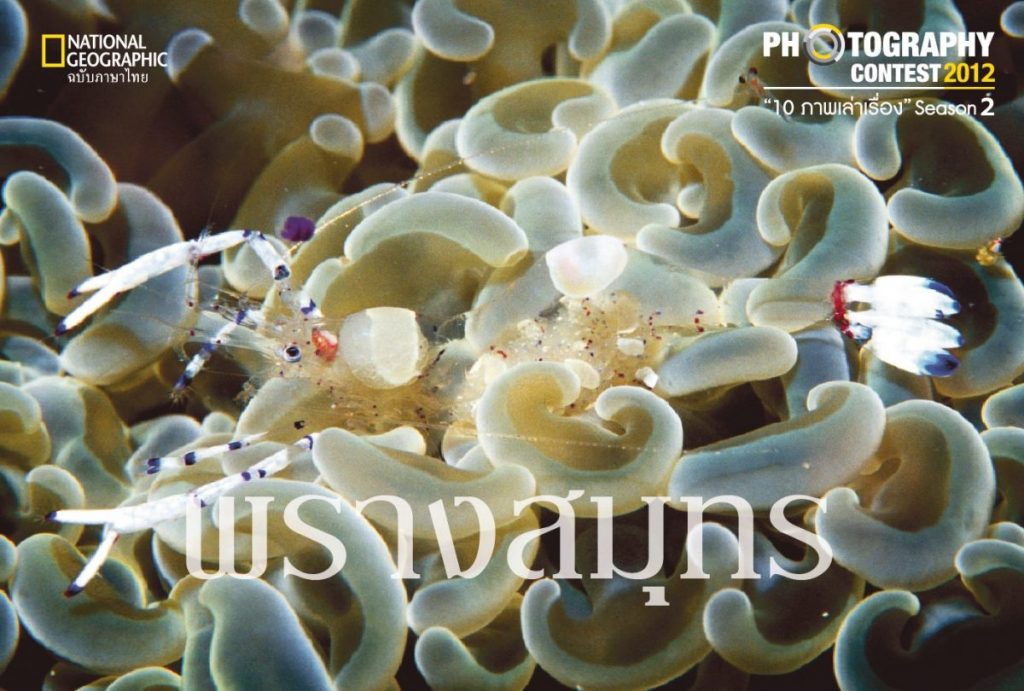 สัตว์โลกใต้ทะเล, ปะการัง, ดอกไม้ทะเล