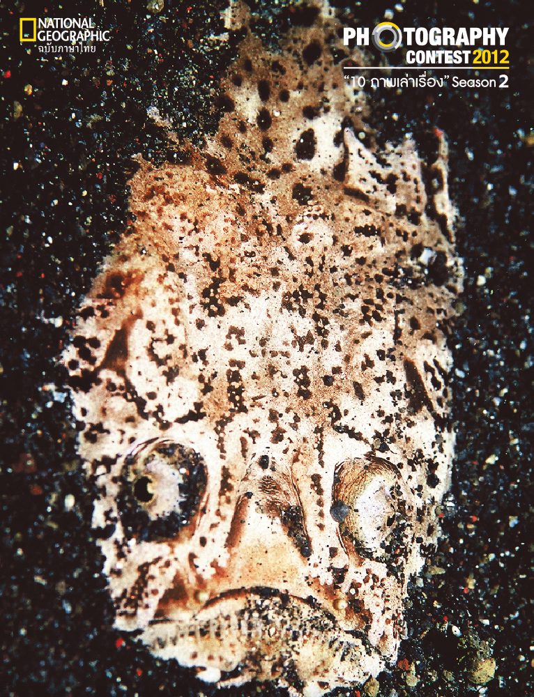 ปลาอุบ, พรางตัว, สัตว์โลกใต้ทะเล