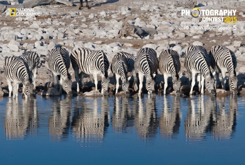 แอ่งน้ำ, ม้าลาย, แอฟริกา