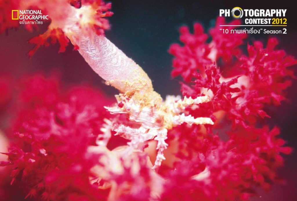 ปูปะการัง, ปะการัง, สัตว์โลกใต้ทะเล