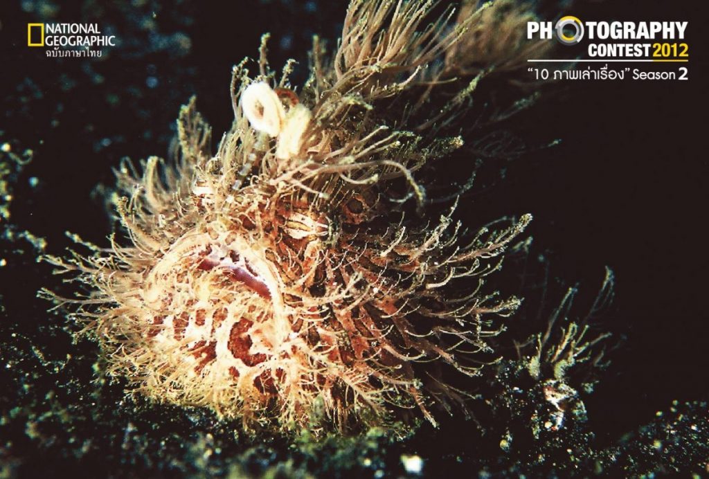 ปลากบขน, พรางตัว