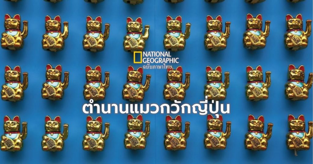 แมวกวัก