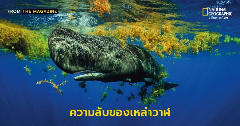 วาฬ, ความลับของวาฬ