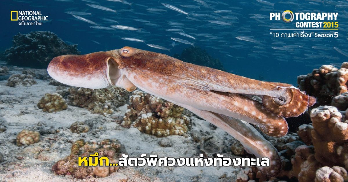 ปลาหมึก … สัตว์พิศวงแห่งท้องทะเล
