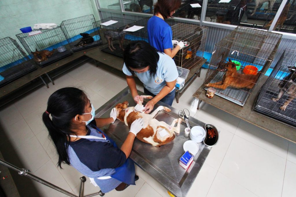 สุนัข, คนรักสุนัข