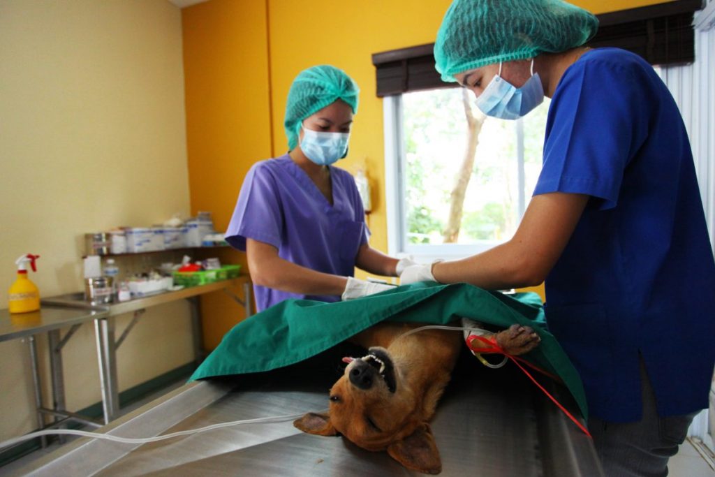 สัตว์แพทย์