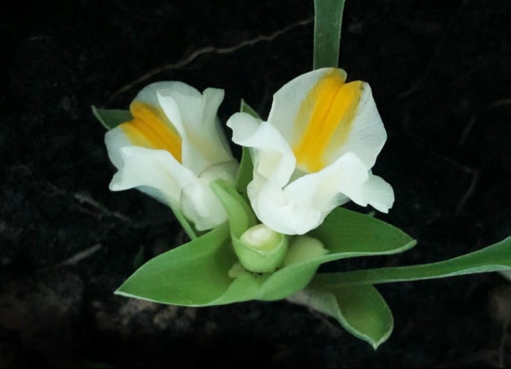 พืชวงศ์ขิง, วงศ์ขิง, ค้นพบพืชชนิดใหม่, ความหลากหลายทางชีวภาพ,