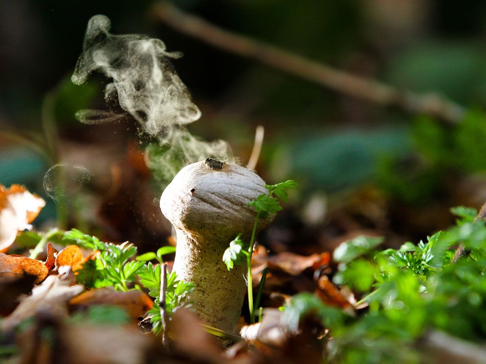 อาณาจักรฟังไจ, เห็ดรา, เห็ด