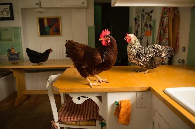 เช่าไก่, ไก่บ้าน, ธุรกิจเช่าไก่, เลี้ยงไก่, ไก่ไข่