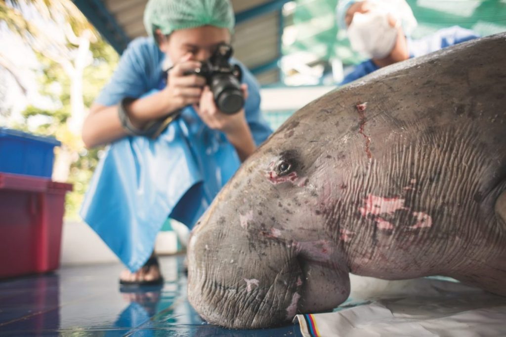 พะยูน, อันดามัน,