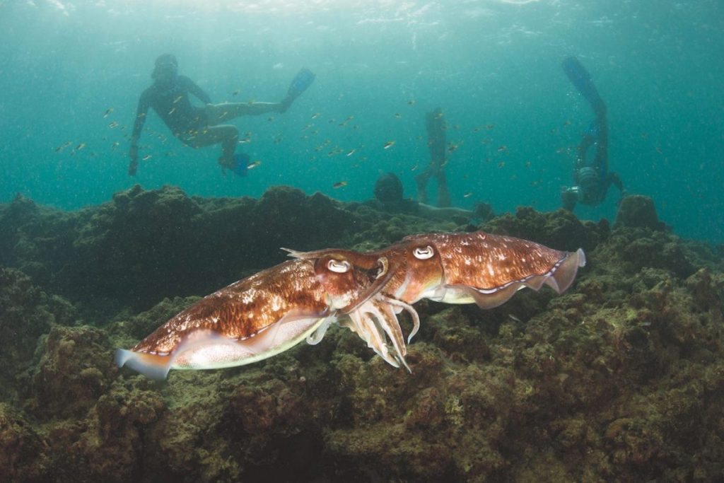 หมึกกระดอง