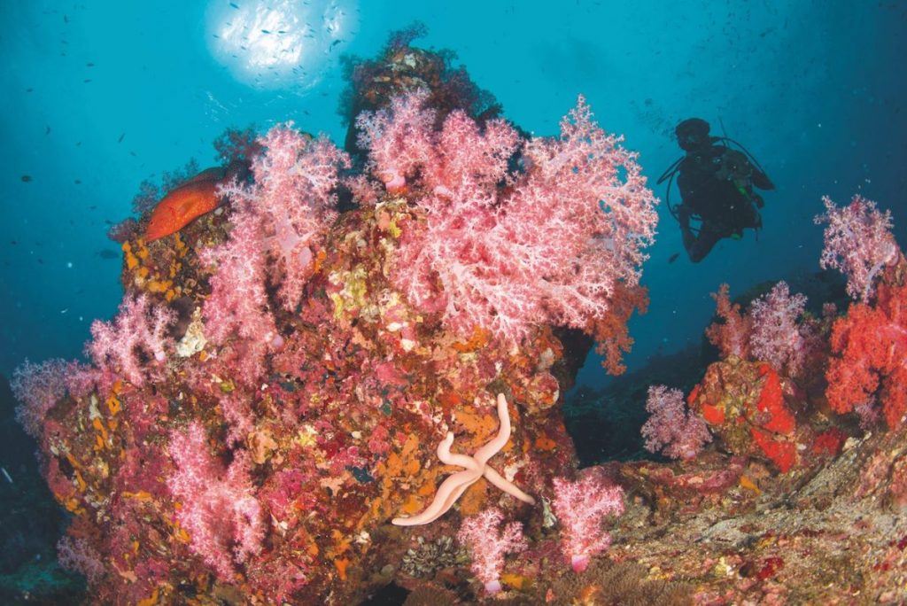 ปะการัง, หมู่เกาะลันตา, กระบี่