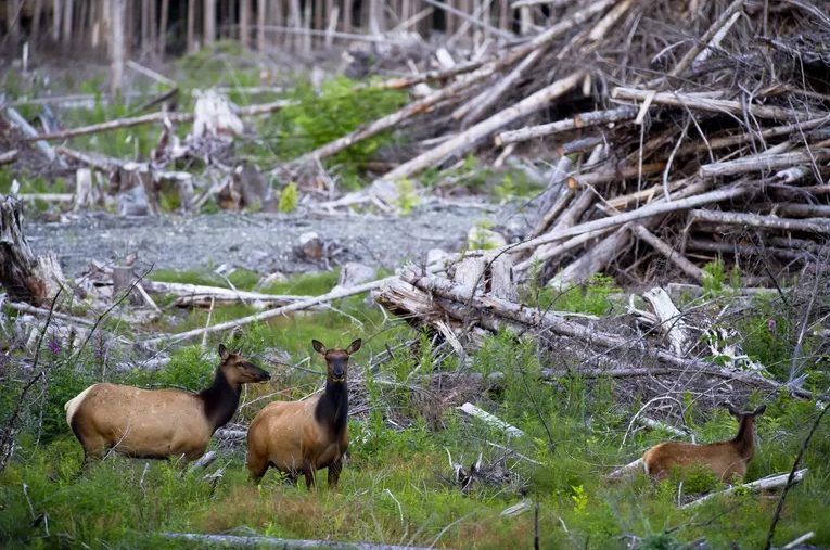การเสื่อมสภาพของถิ่นฐานที่อยู่อาศัย
