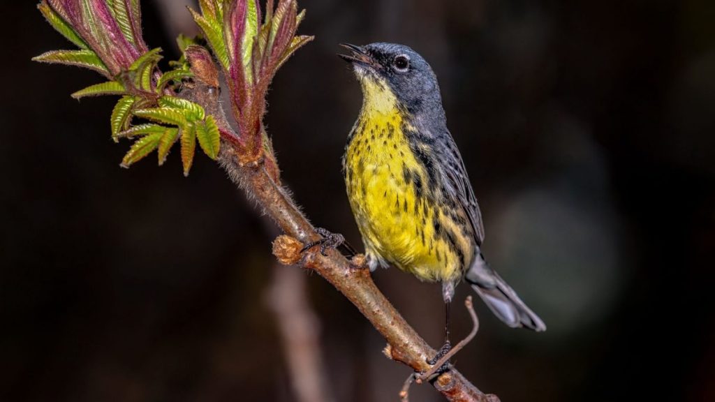 บทบาทหน้าที่ทางนิเวศวิทยา, นิเวศวิทยา, การปรับตัวของสิ่งชีวิต, นิเวศ, ความสำคัญของระบบนิเวศ