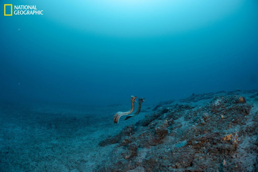 ใต้มหาสมุทร, ปลาไหลมอเรย์