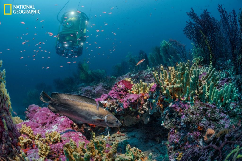 ทะเลเมดิเตอร์เรเนียน, ใต้มหาสมุทร, ดำน้ำ, แนวปะการัง 