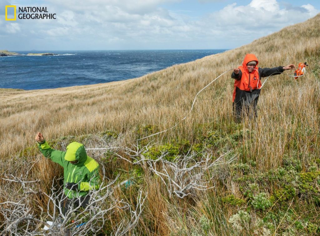 ใต้สุดของโลก, ต้นไม้