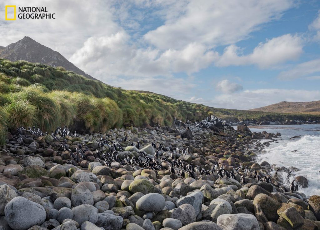 ใต้สุดของโลก, ต้นไม้, หาดหิน, เพนกวิน