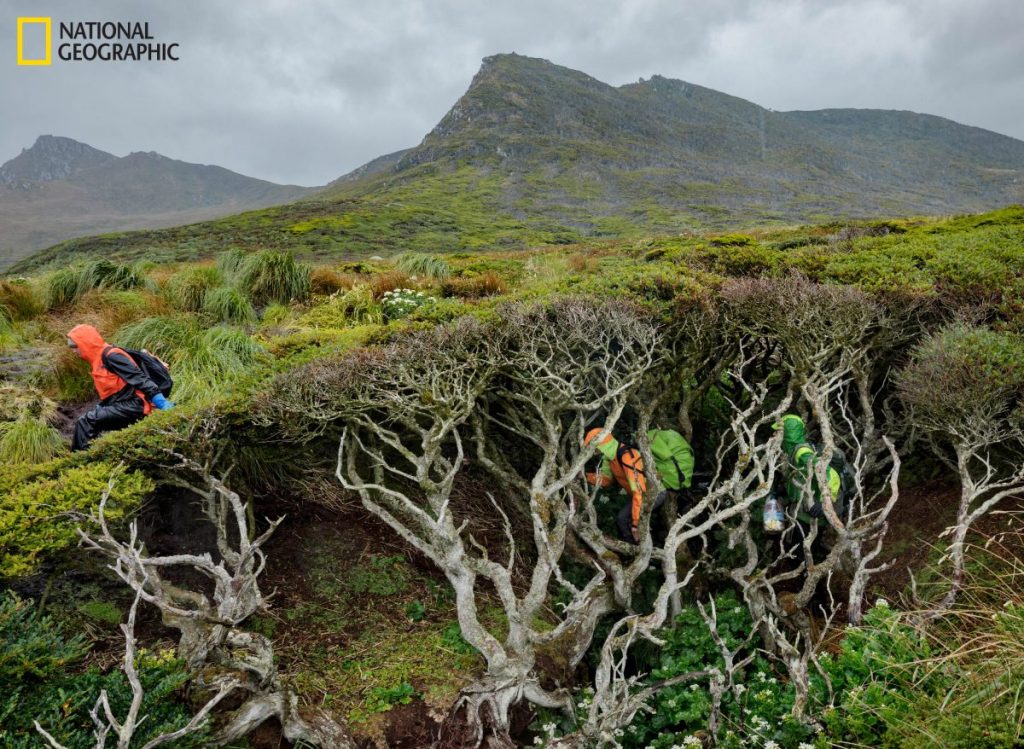 ใต้สุดของโลก, ต้นไม้