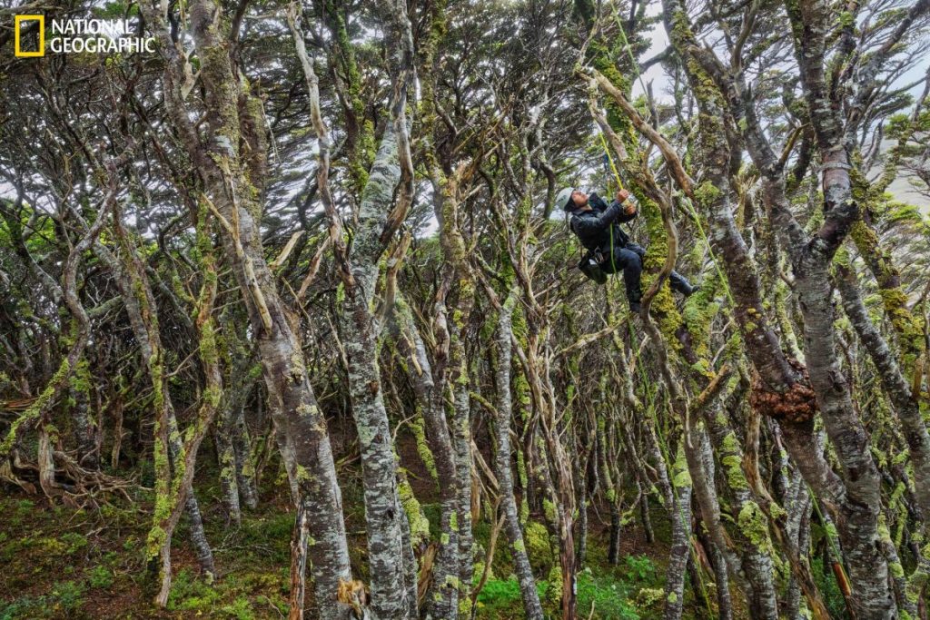 เรือนยอดไม้