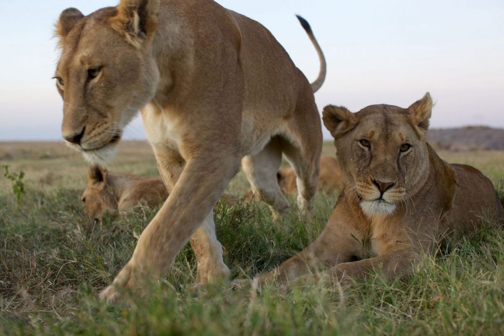 แทนาเนีย, สิงโต