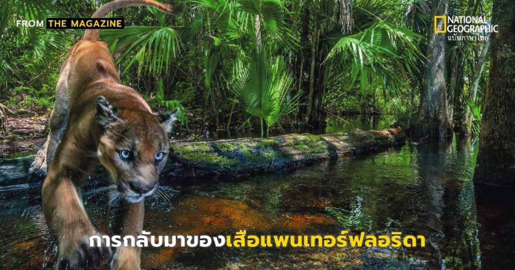 เสือแพนเทอร์, เสือ , เสือโคร่ง