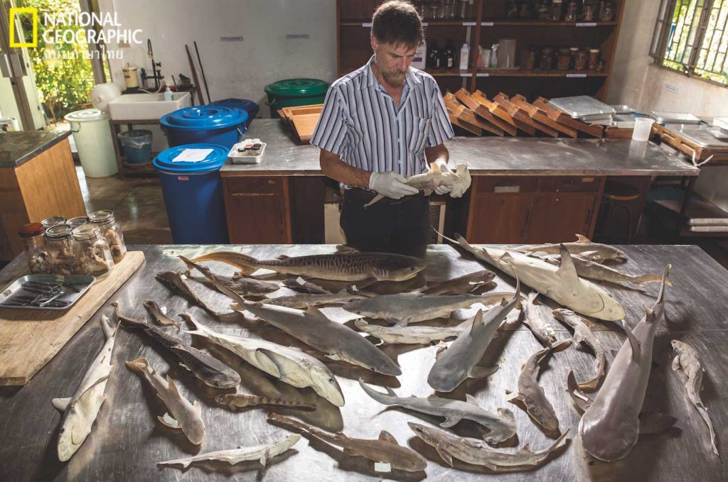 วิจัยฉลาม, ฉลาม