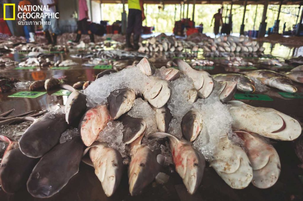 ฉลามหัวบาตร, ฉลาม, สะพานปลา