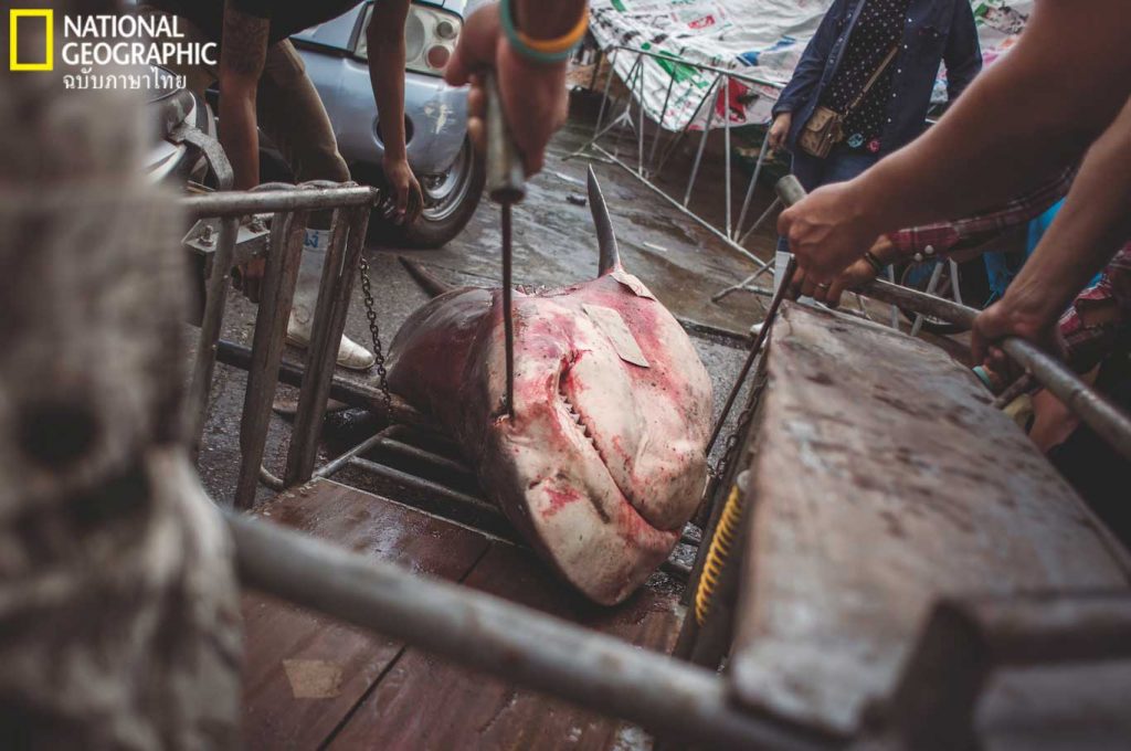 ฉลามหัวบาตร, ฉลาม, ประมง