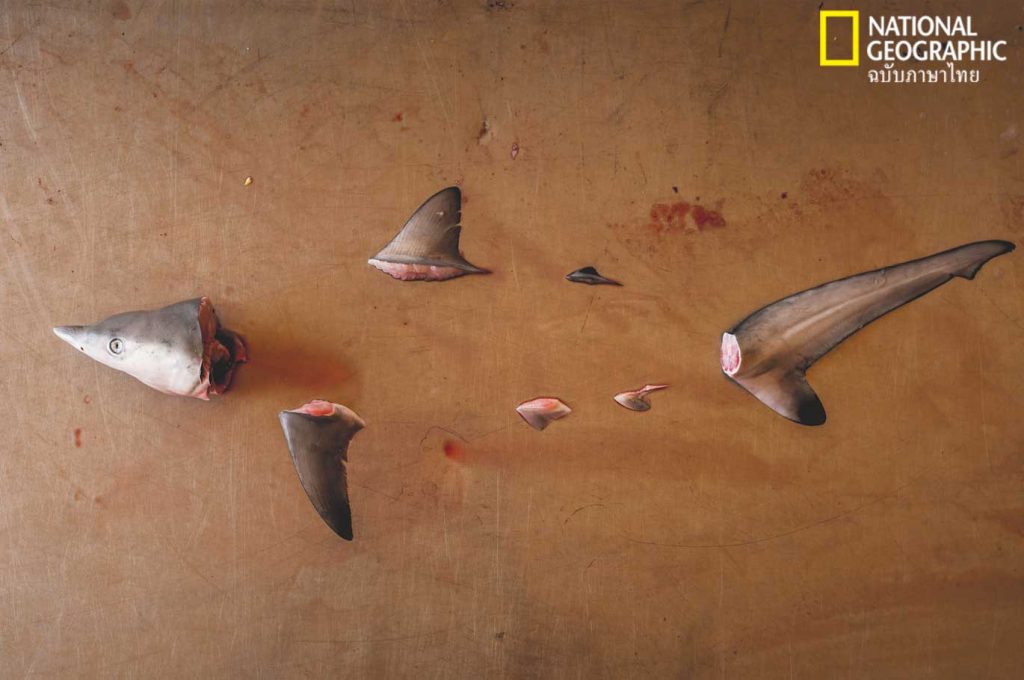 หูฉลาม, ฉลาม