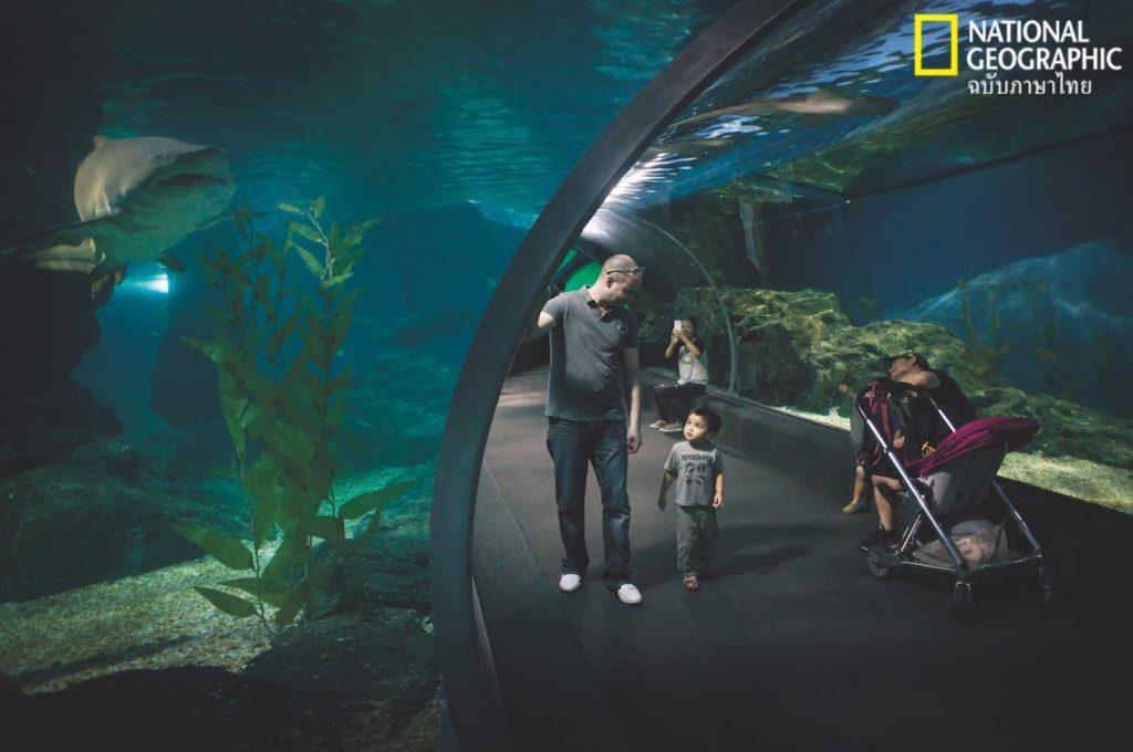 ฉลาม, พิพิธภัณฑ์สัตว์น้ำ